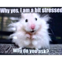 sublimeartisanrebel avatar