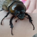 sublimechitin avatar