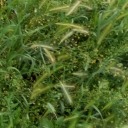 sublimedestinyking avatar