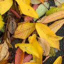 sublimeluminarytree avatar