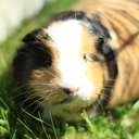 subliminal-guineapigs avatar