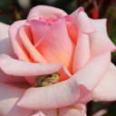 subtle-skipping avatar