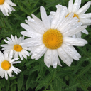 subtle-suggestion avatar