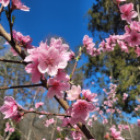 suburbanforestwitch avatar