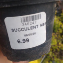 succculentass avatar