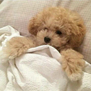 successormeng avatar