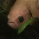 succstosucculent avatar