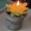succulent-candles avatar