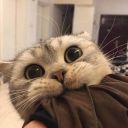 succulent-draws avatar