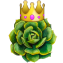 succulent-lifter-blog avatar