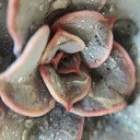 succulent-nasty1 avatar