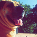 succulent-sinsemilla avatar