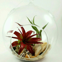 succulentavenue avatar