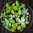 succulentbasket avatar
