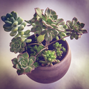 succulentinterrupted avatar