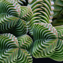 succulentsalive-blog avatar