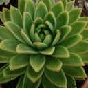 succulentsgr avatar