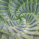 succulentspace avatar