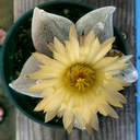 succulentwonderland avatar