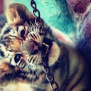 suchalovelyeuphoria avatar