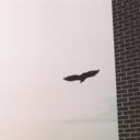 suchhollowgraves avatar