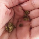 suckmydixk17cm avatar