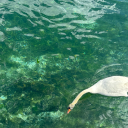 sucre-et-soie avatar