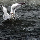 sudancikmisbalik avatar