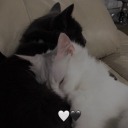 sudeamanurolan avatar