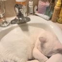 sue-nightbird-xx avatar