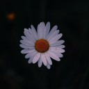 sufjxnstevens avatar