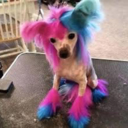 sugar-plum-faeiry avatar