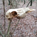 sugarandpoison avatar