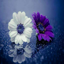 sugarfreesweettooth avatar