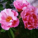 sugarhoney1c3t34 avatar