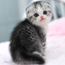 sugarplumfairyprincess avatar