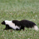 sugarskunkcrusade avatar