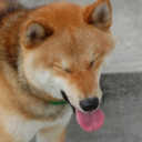 sugarwoofs-blog avatar