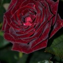 sugerqueenxoxo avatar