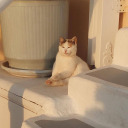 sukoonkajazeera avatar