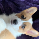 sukottostudios avatar