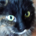 summer-cl0ver avatar