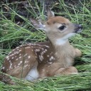 summer-strawberry123 avatar