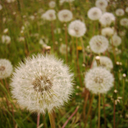 summer-sun-and-dandelions-blog avatar