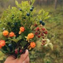 summerfoggydew avatar