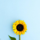 summernovella avatar