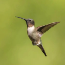 summerrainsworld avatar