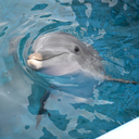 summers-ecstasy avatar