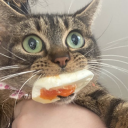 summertimecatpiss avatar