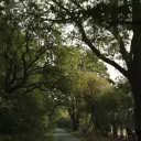 summertreewaves avatar